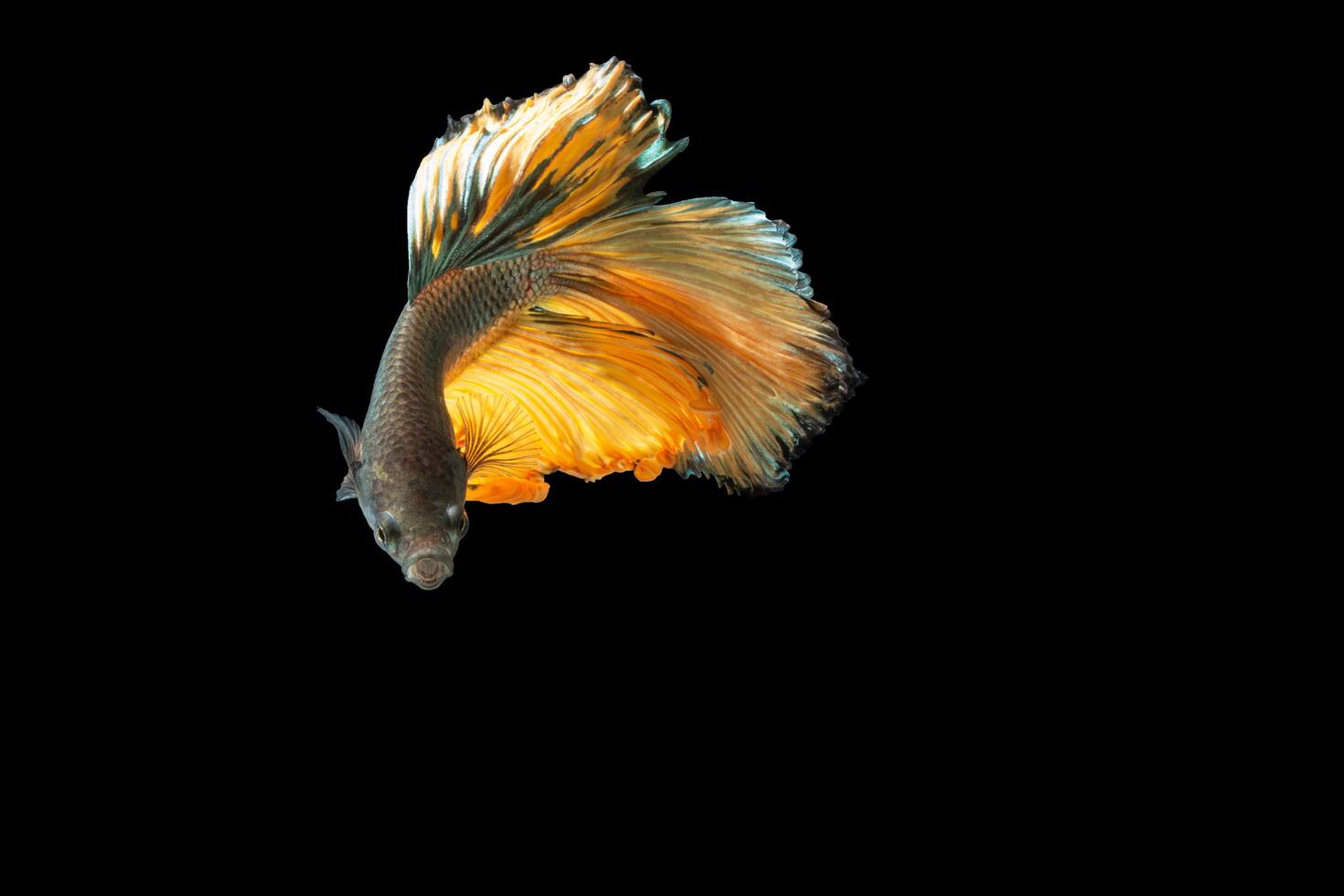 Close-up moment fish betta halfmoon Yellow mixed gray black background scenes photo