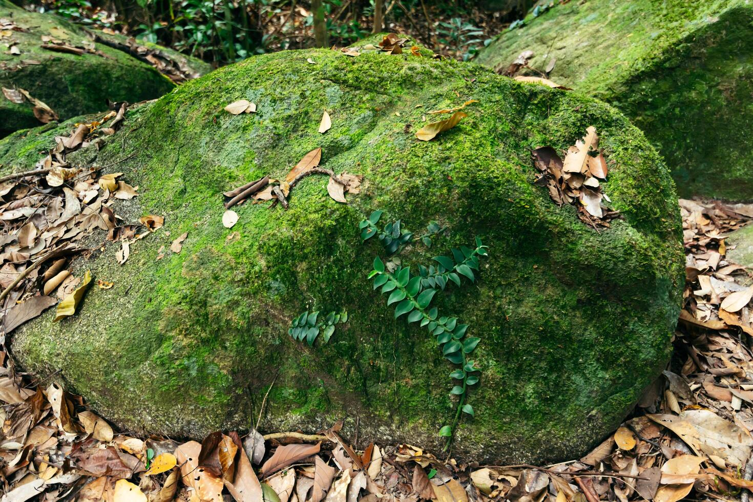 roca en el bosque foto