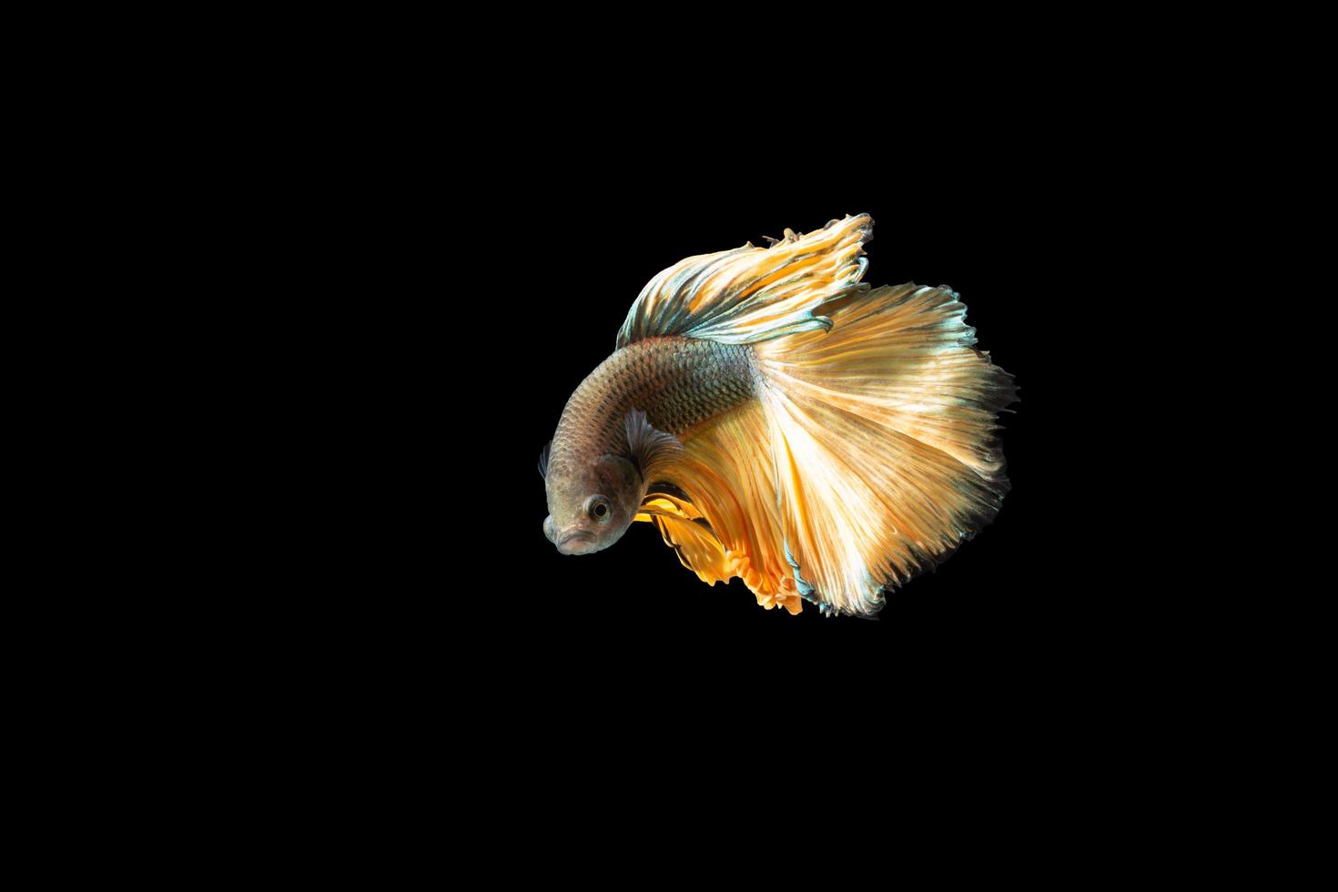 Halfmoon betta fish on black background photo