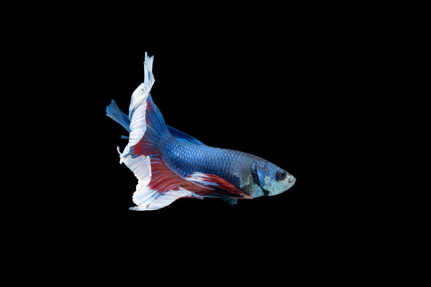 pez betta de media luna con rayas azules y rojas foto