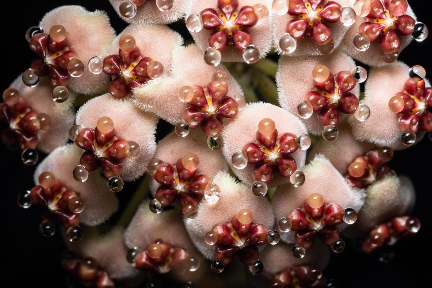 Hoya flower on black background photo