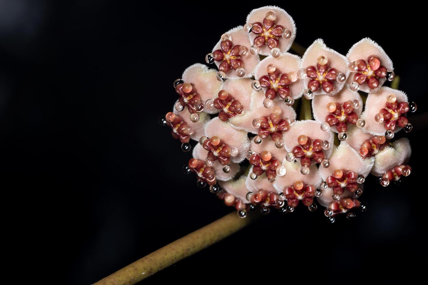 Hoya flower on black background photo