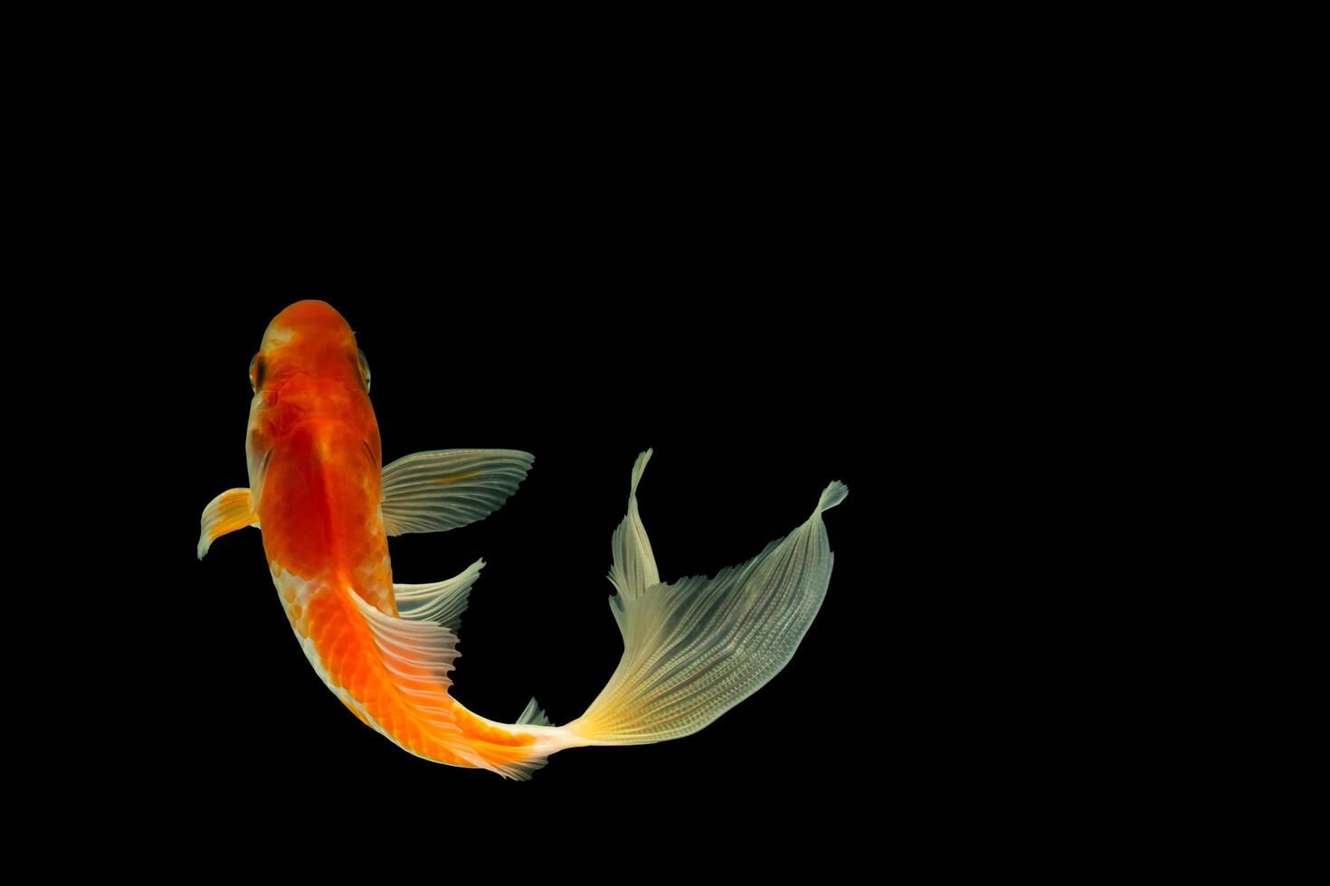 Comet or comet-tailed goldfish on black background photo