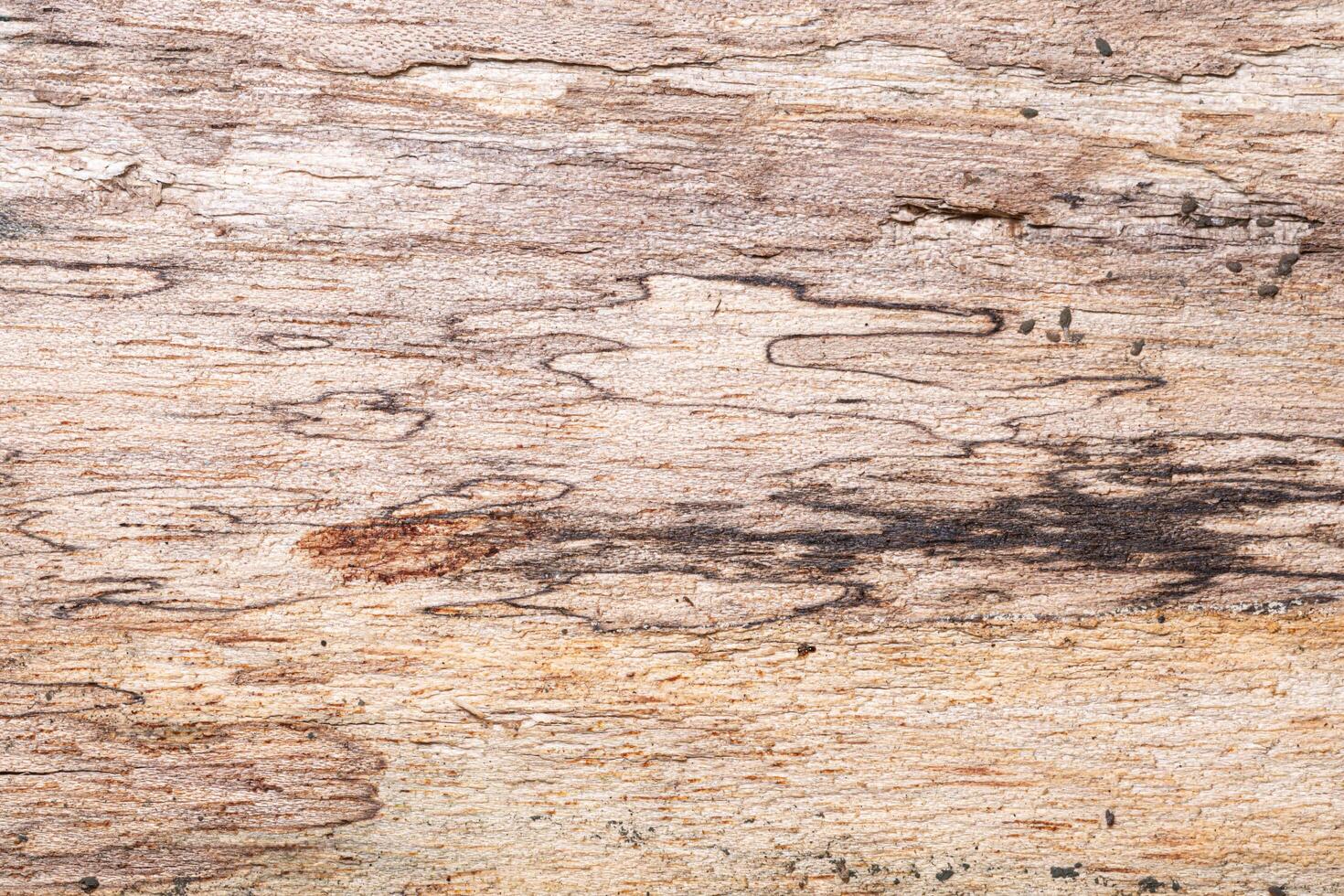 Old wooden floor background photo