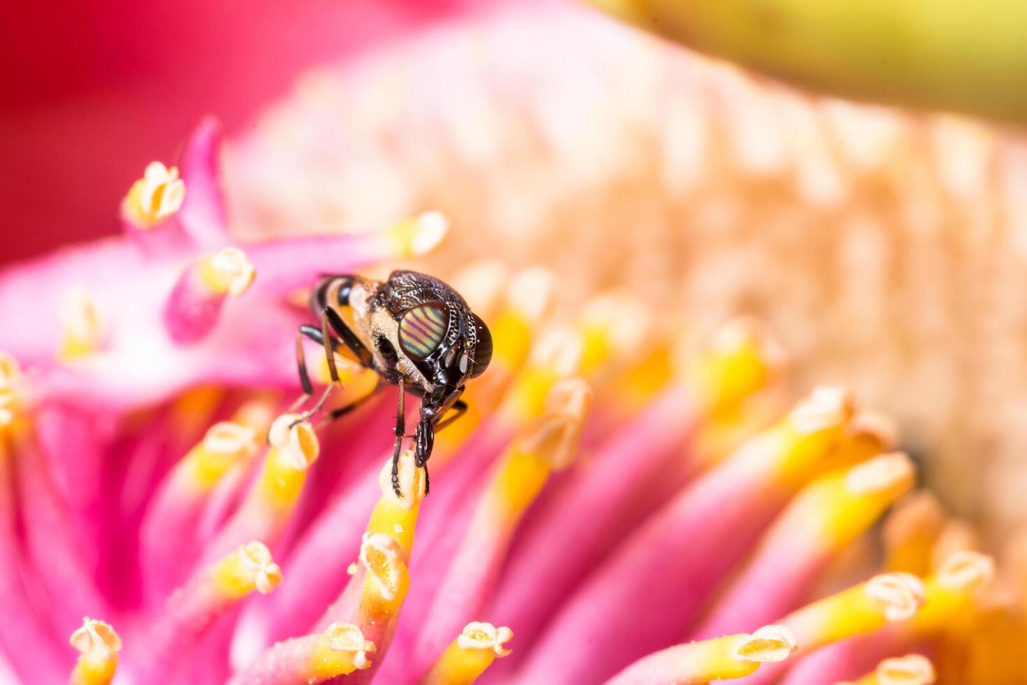 Insect on a colorful flower photo