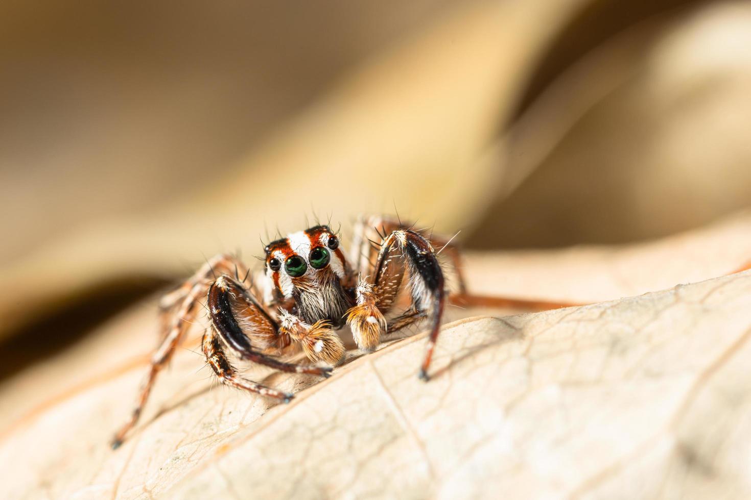 Araña saltadora marrón sobre una hoja seca foto