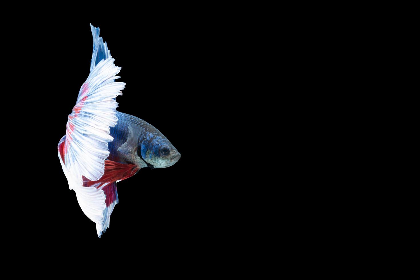 Halfmoon betta fish with blue and red stripes photo