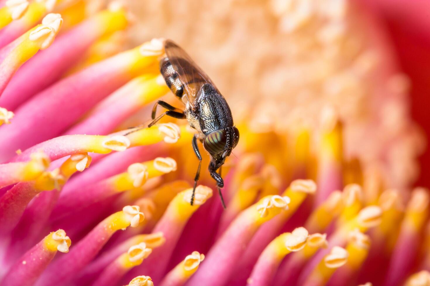 Insect on a colorful flower photo