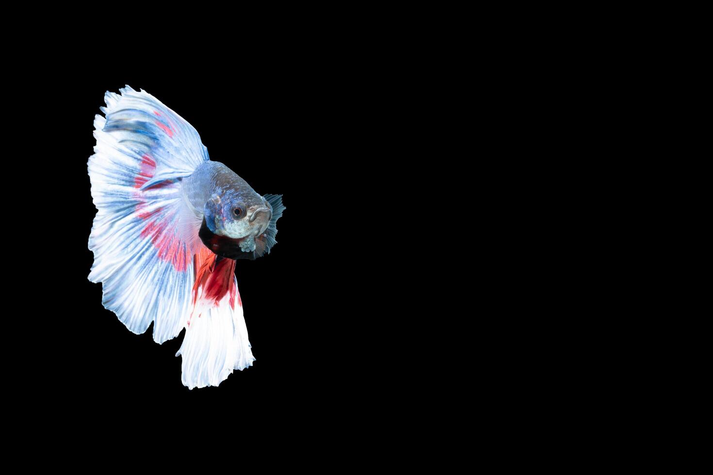 Halfmoon betta fish with blue and red stripes photo