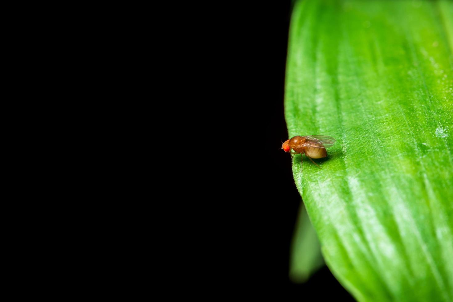 drosophila en una hoja verde foto