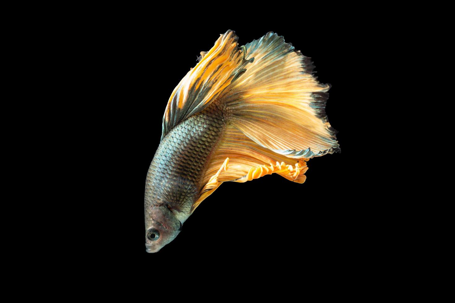 Halfmoon betta fish on black background photo