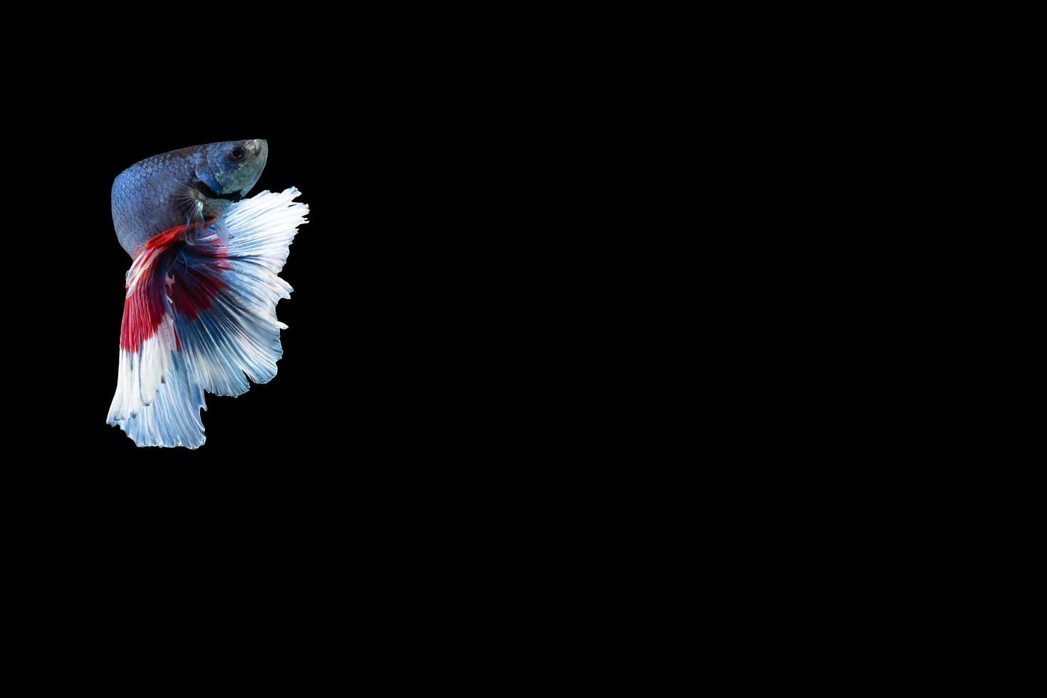 Halfmoon betta fish with blue and red stripes photo