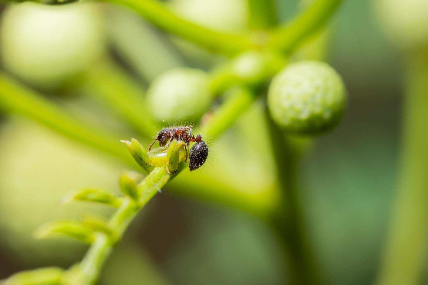 Ant on a green plant photo