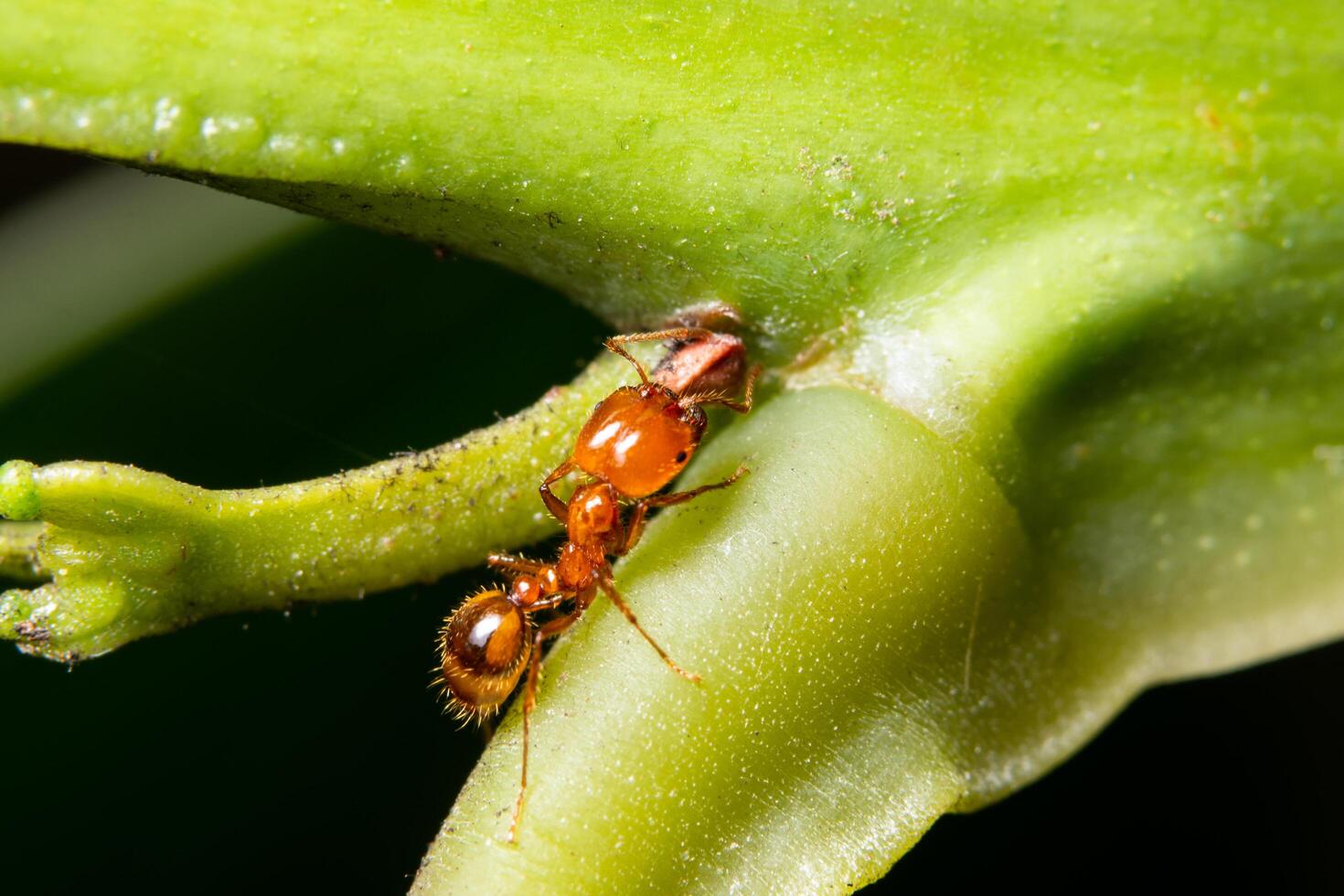 Ant on a green plant photo