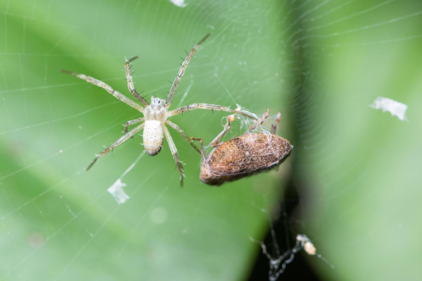 Araña poniendo huevos, macro foto