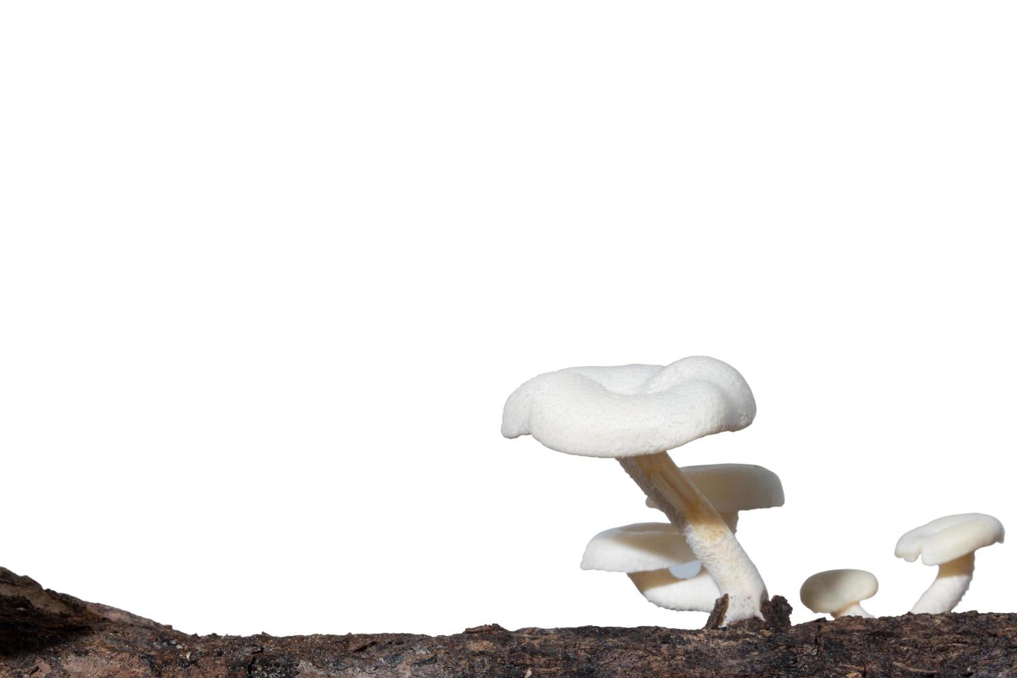 Mushroom group on a tree on white background photo