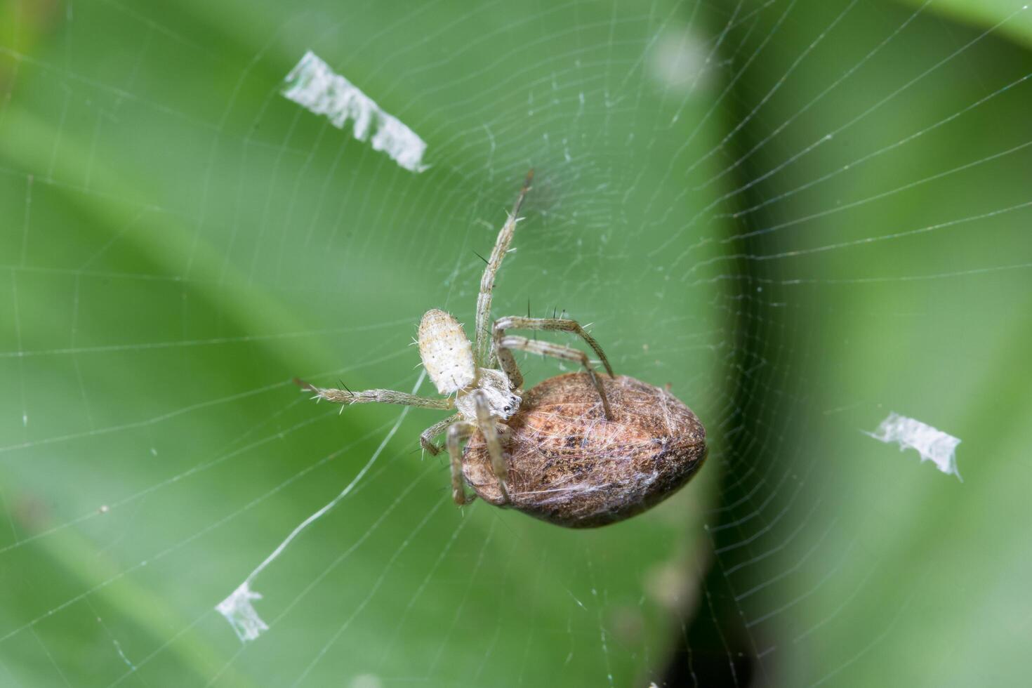 Spider laying eggs, macro photo