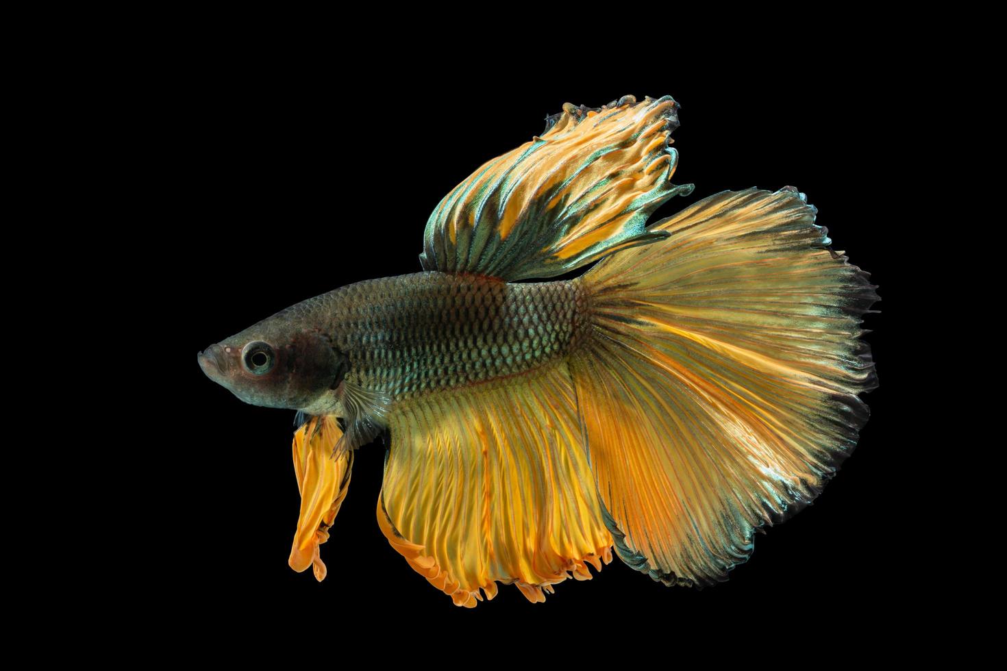 Halfmoon betta fish on black background photo