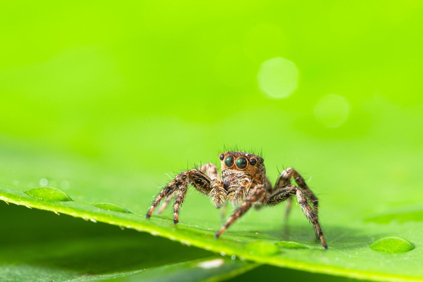 araña marrón sobre hoja verde foto