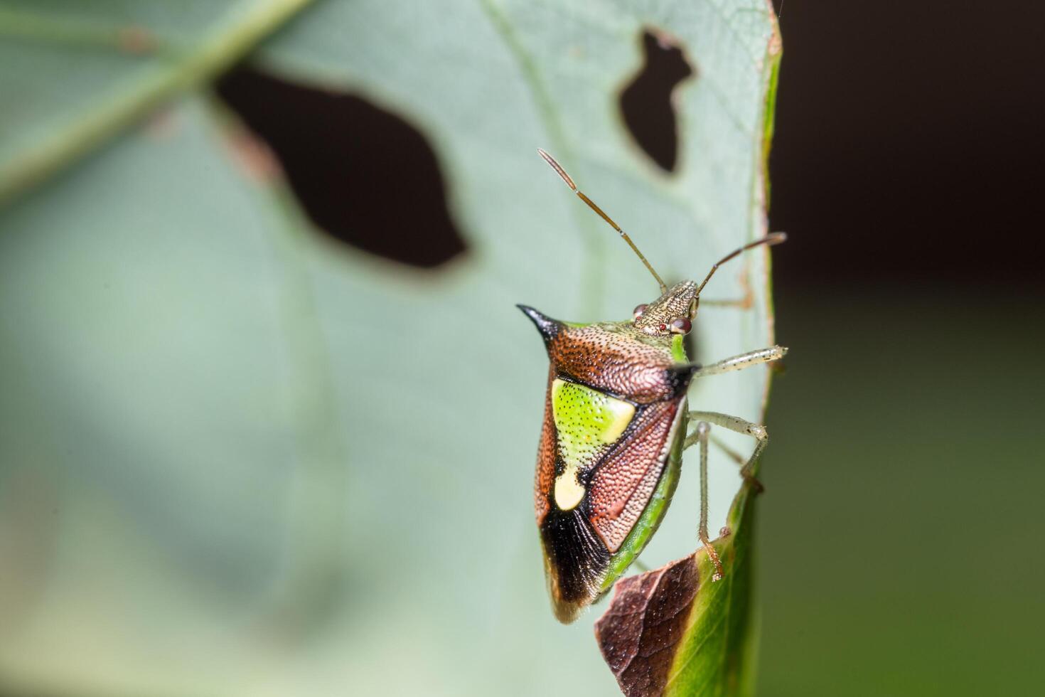 Stink macro bug photo