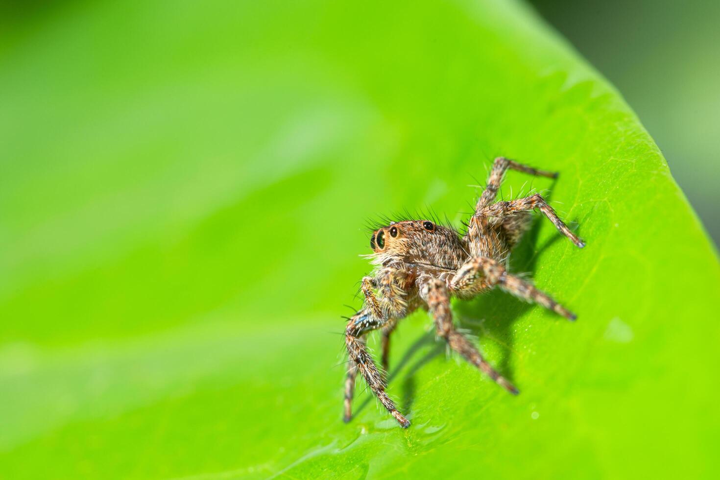 araña marrón sobre una hoja verde foto