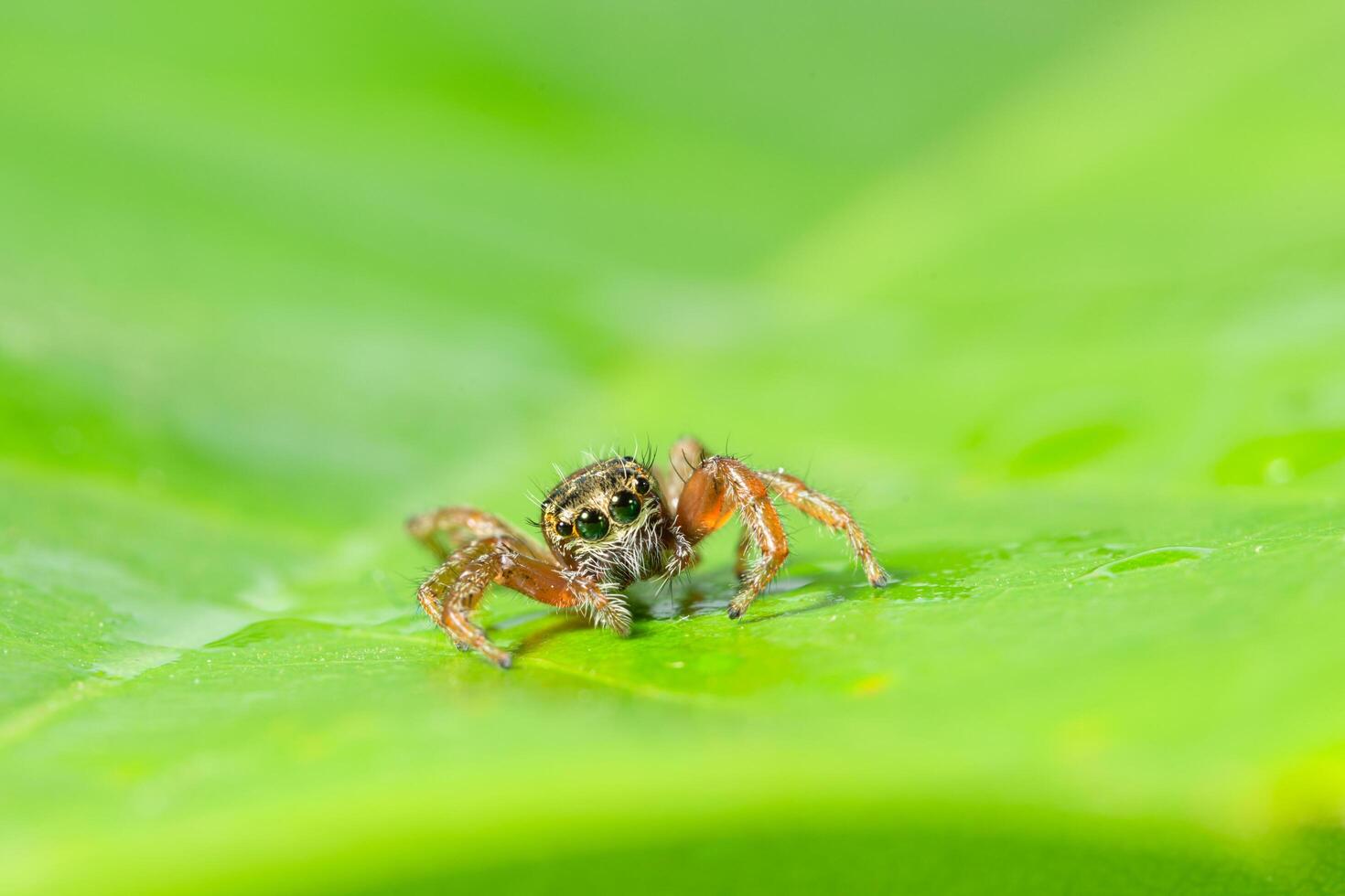 Brown spider on a green leaf photo