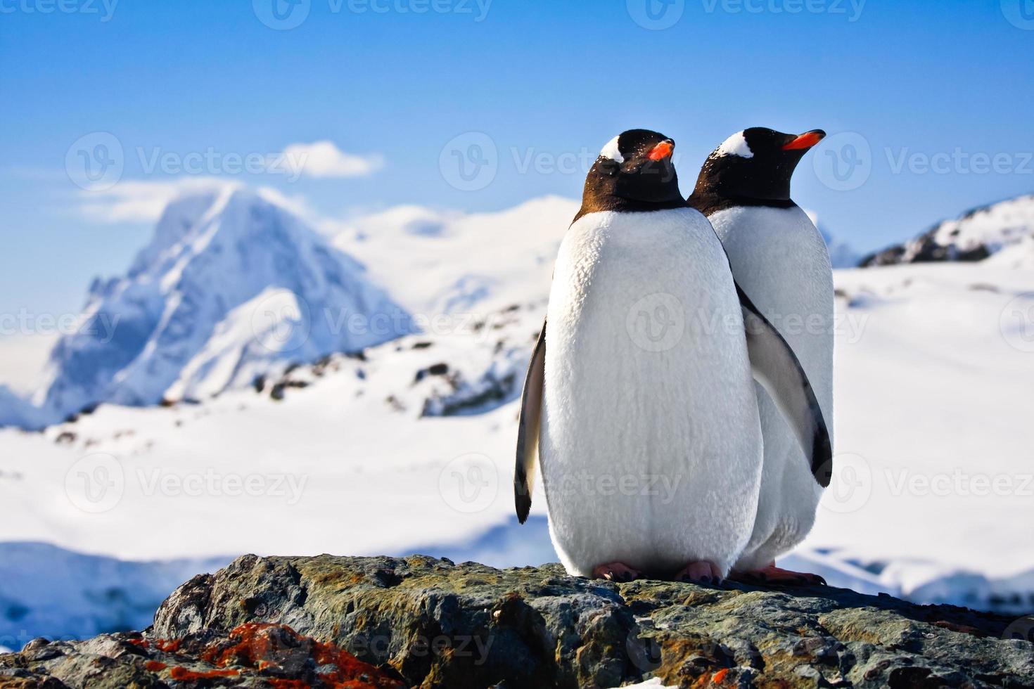 Two penguins standing on a rock photo