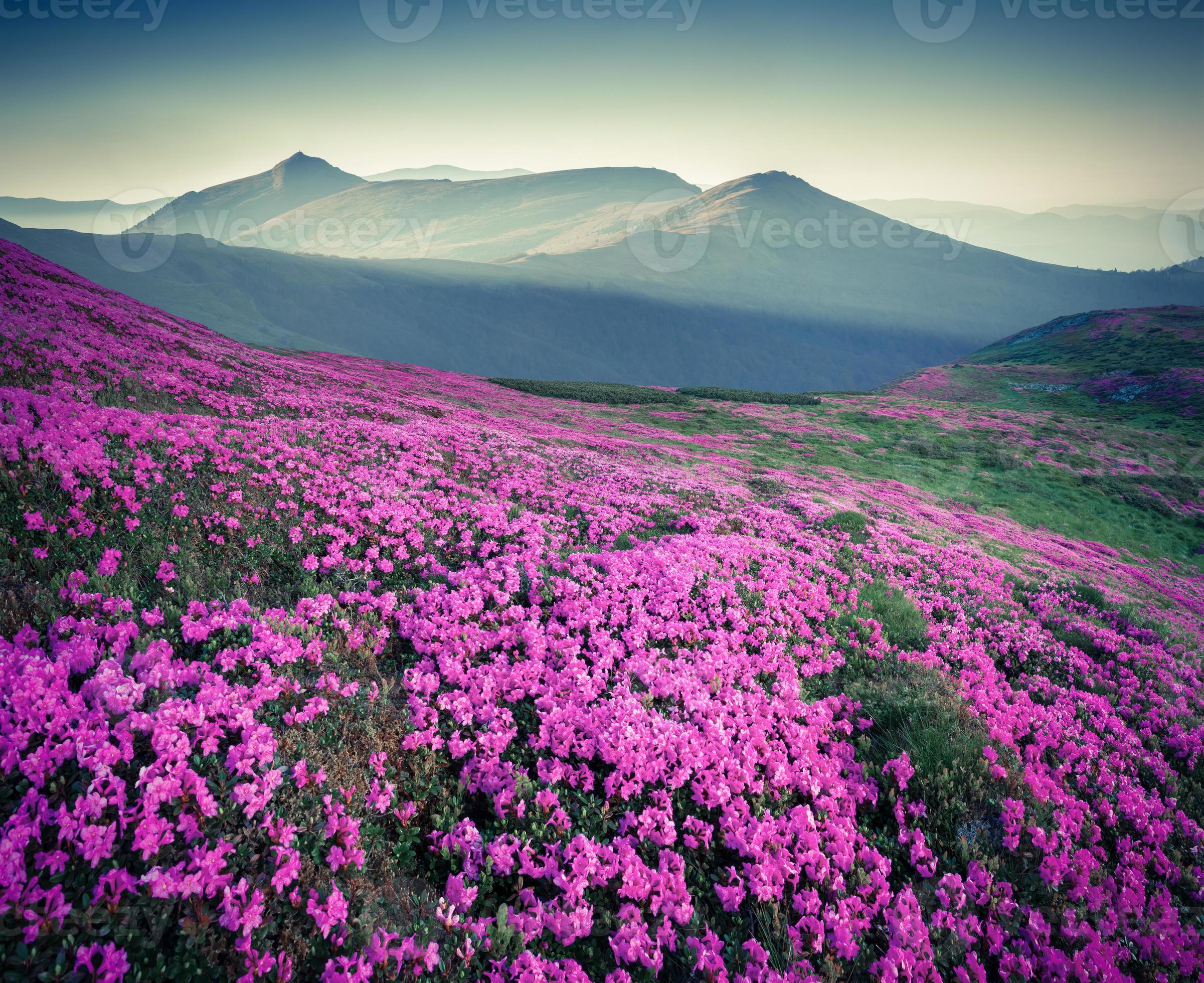 Image of Field of pink rhododendron flowers