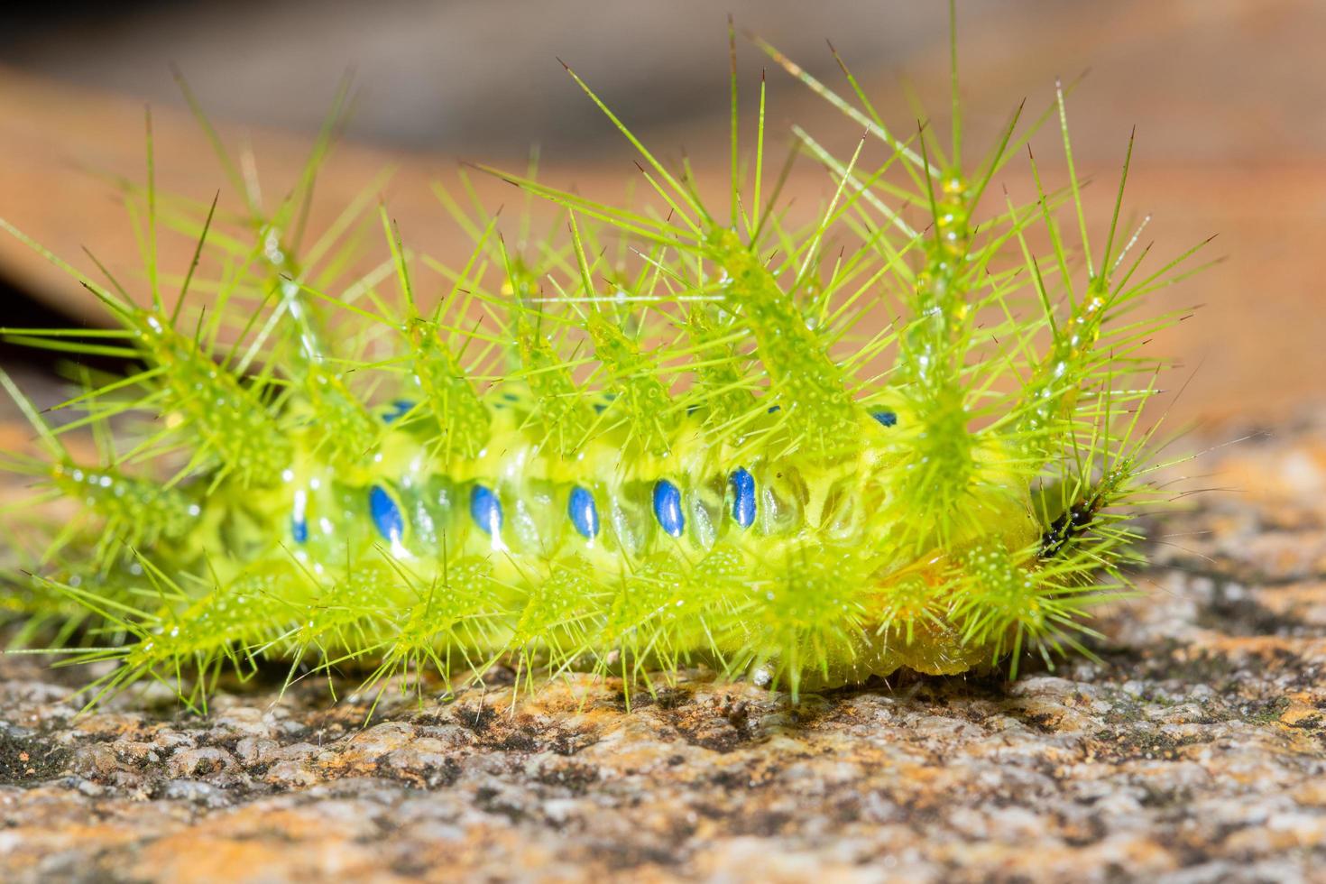 Green slug worm on a leaf photo