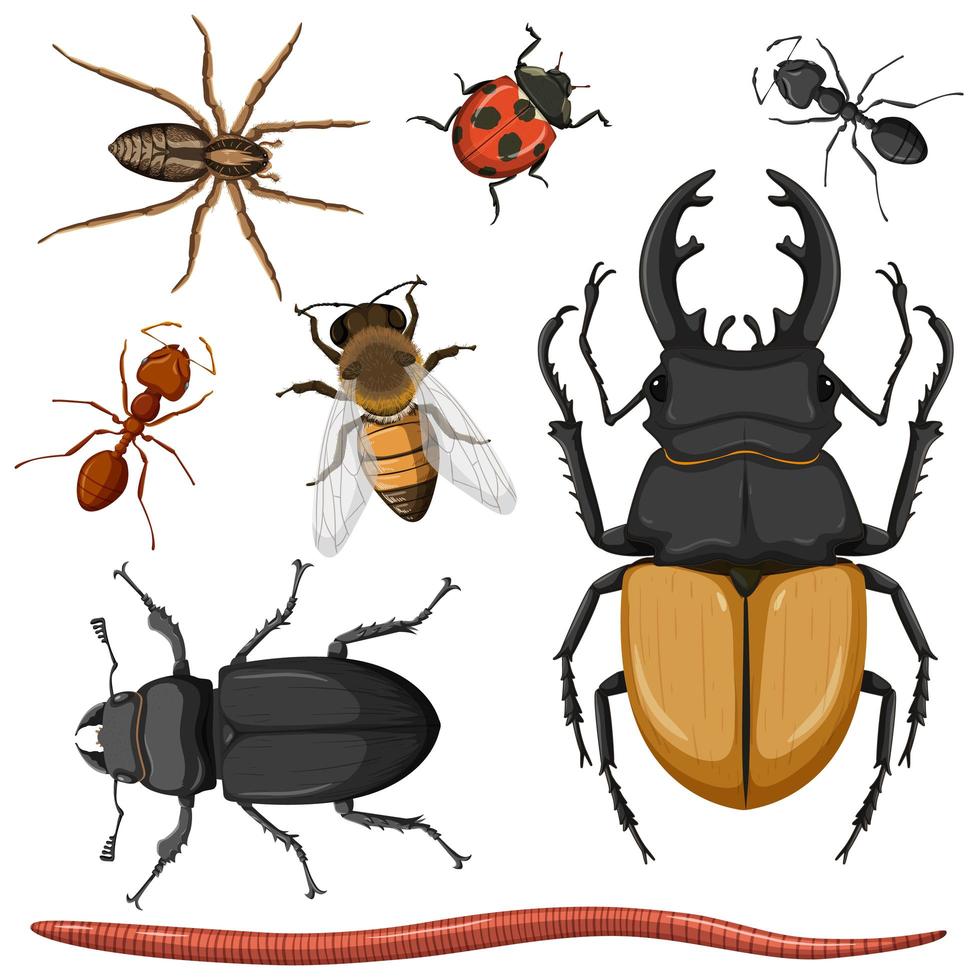 conjunto de diferentes insectos. vector