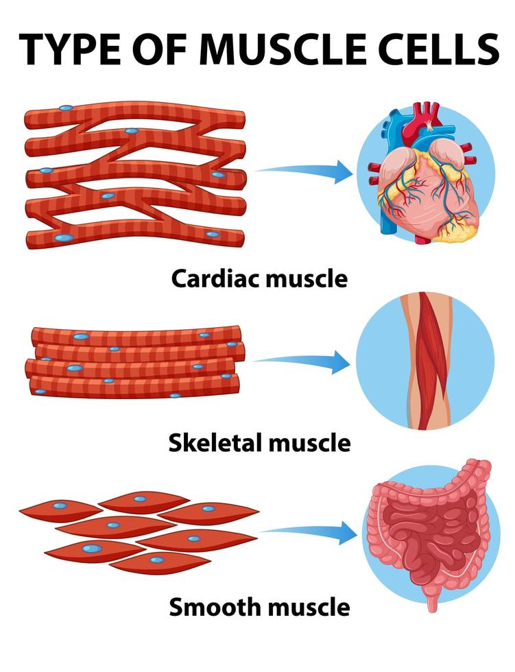 tipo de tabla de células musculares vector