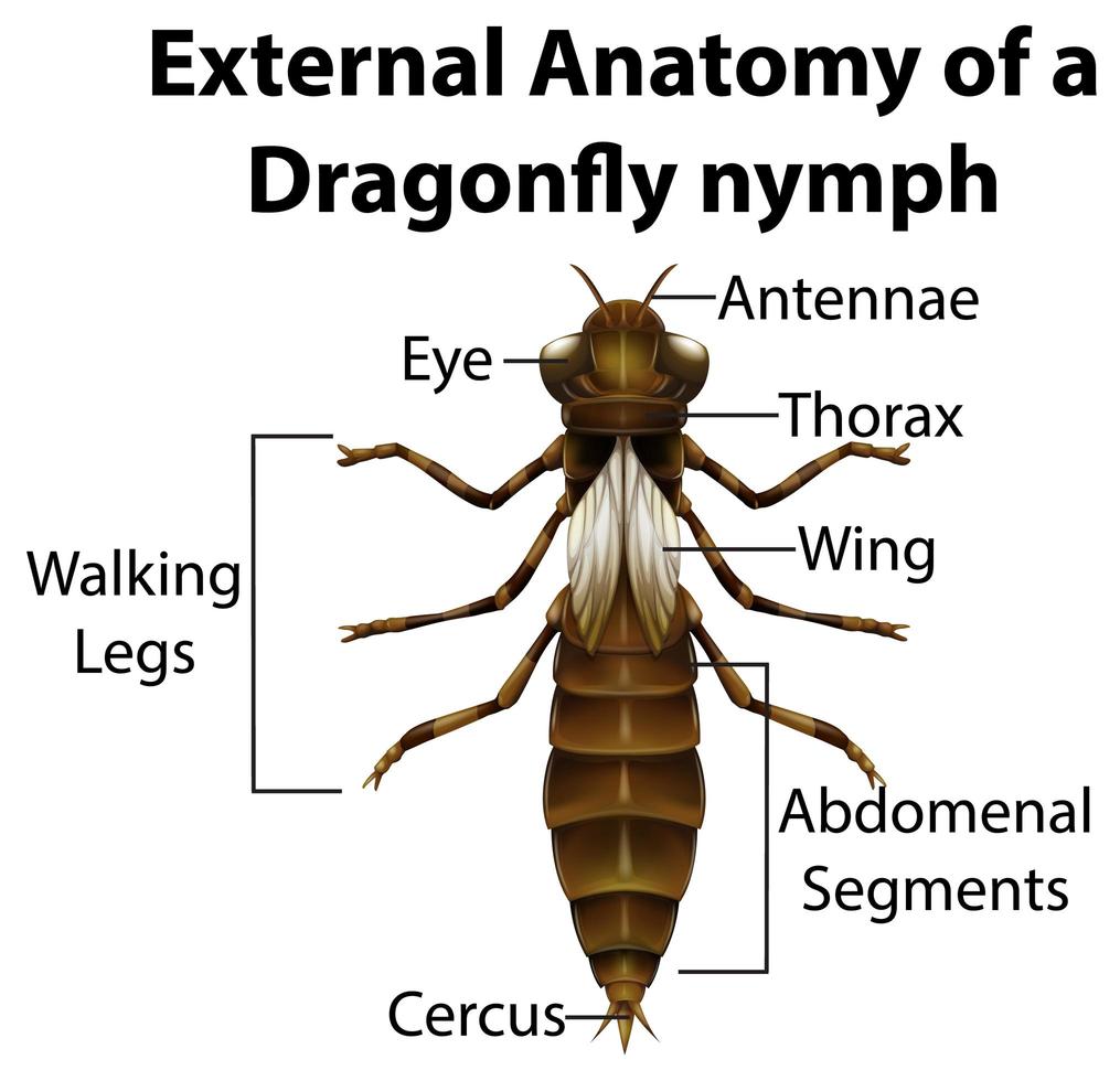 Anatomía externa de una ninfa libélula sobre fondo blanco. vector