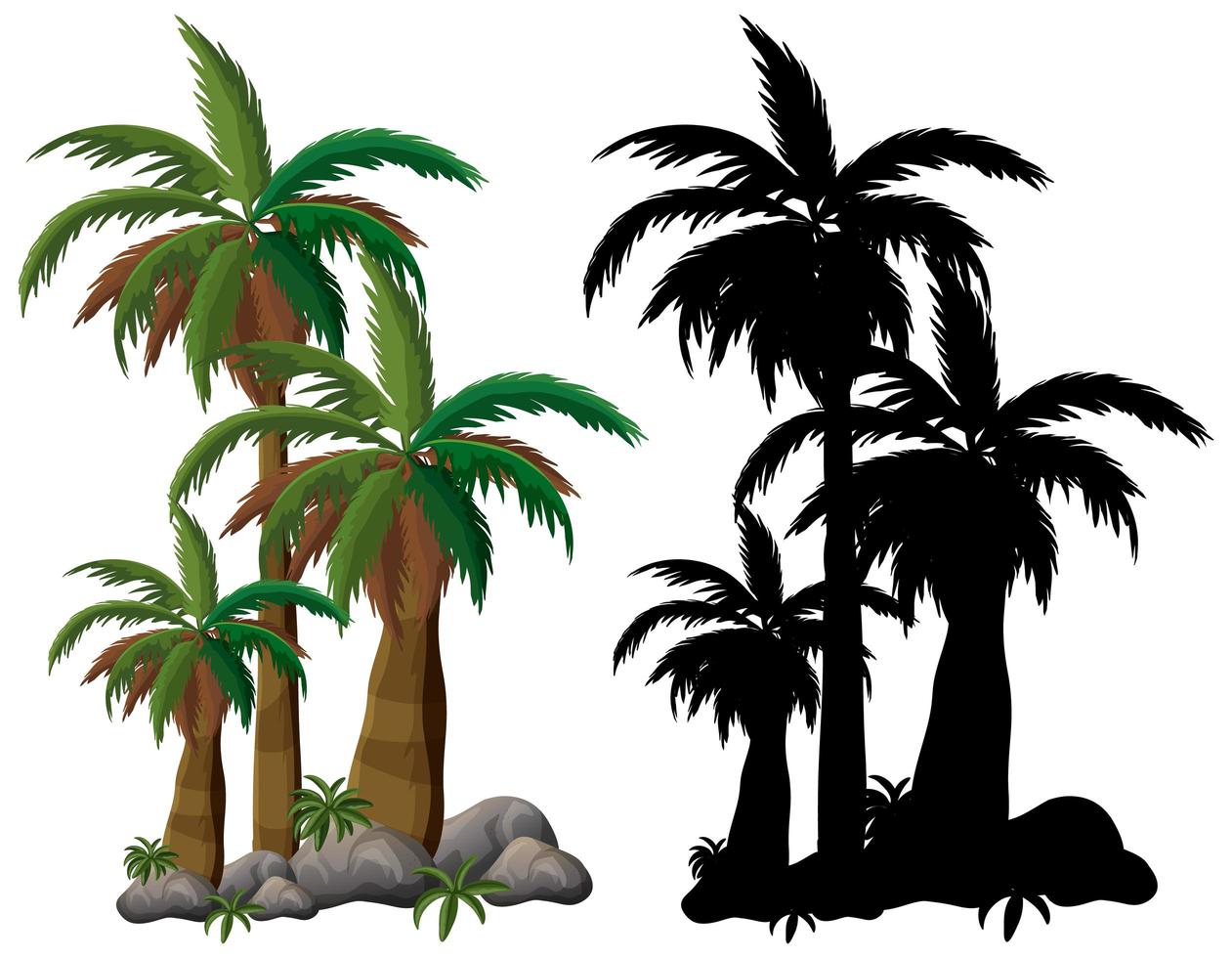 Palm tree and its silhouette on white background vector