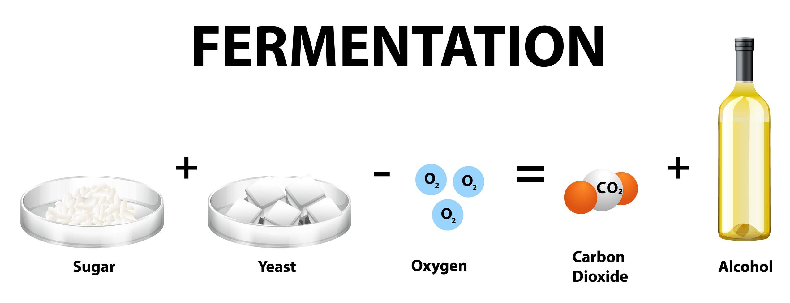Alcoholic fermentation chemical equation vector