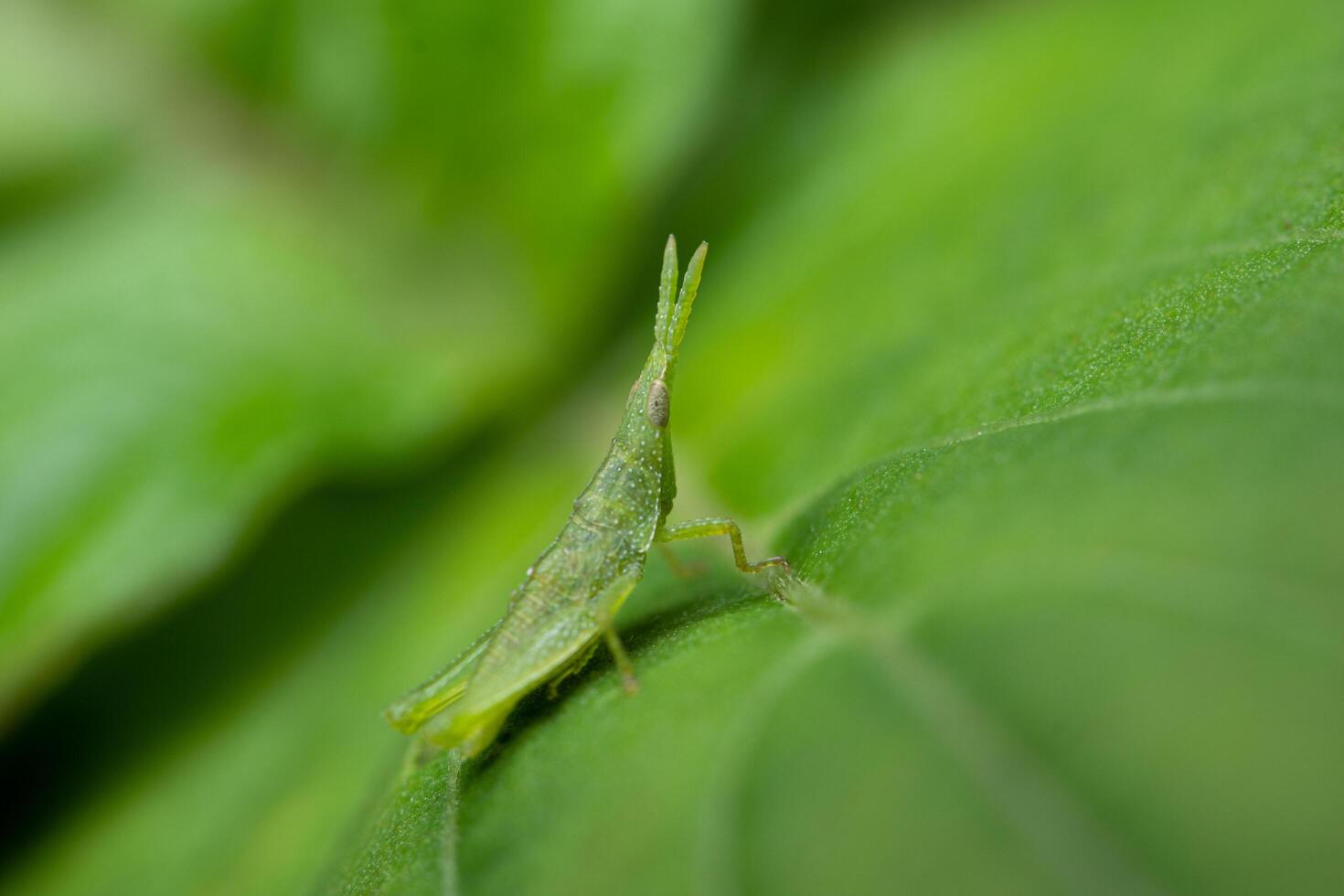 Green grasshopper on a leaf photo