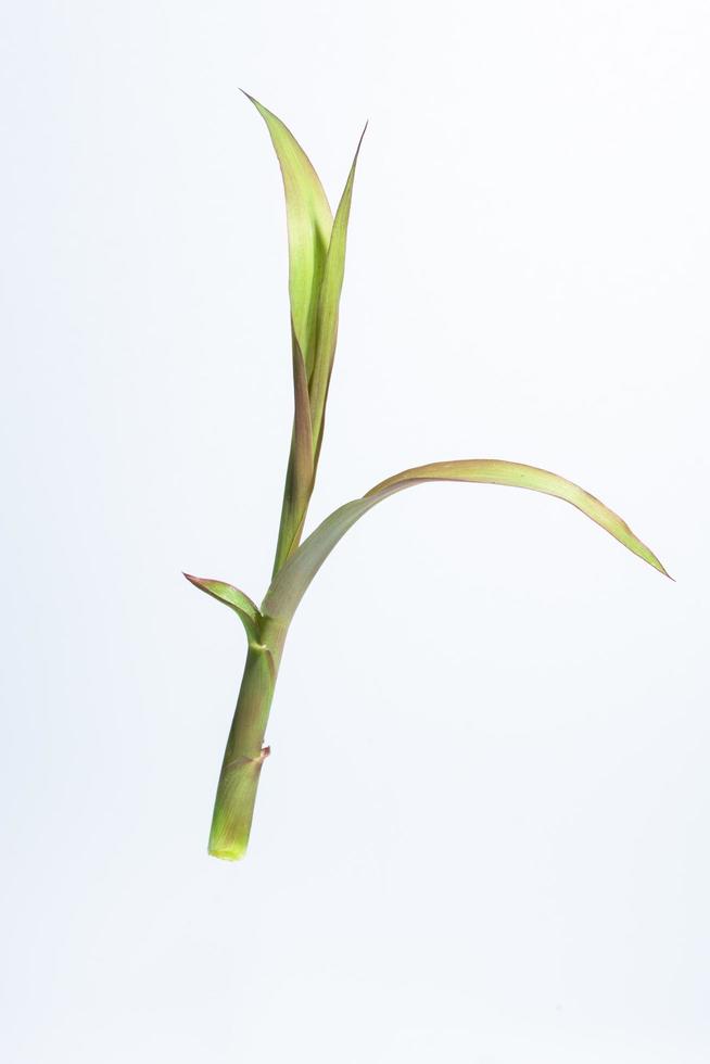 Leaves on white background photo