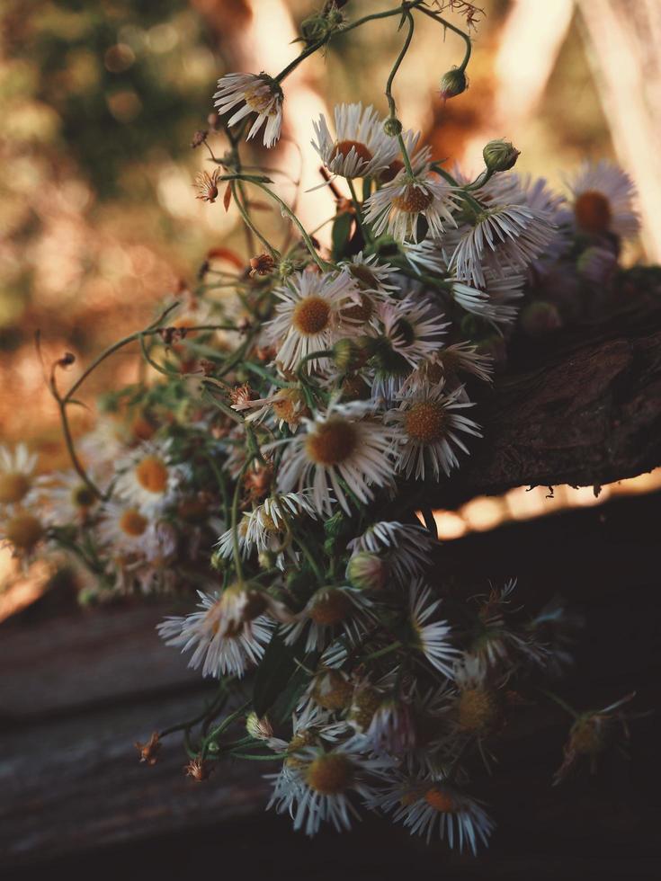 Daisies outside on a plank photo