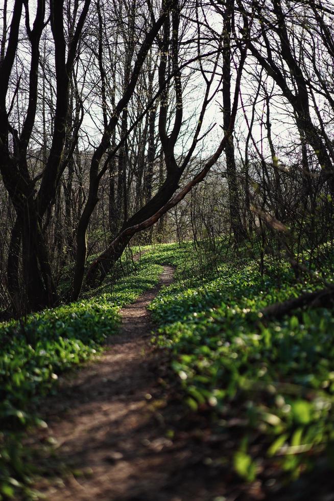 Mountain biking path photo