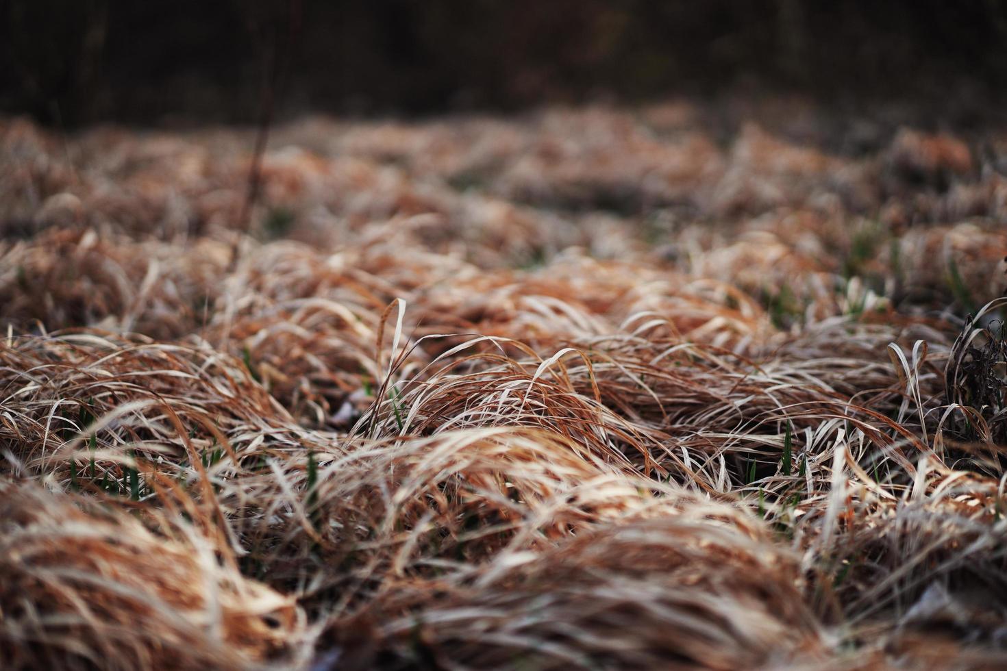 Brown grass in the garden photo