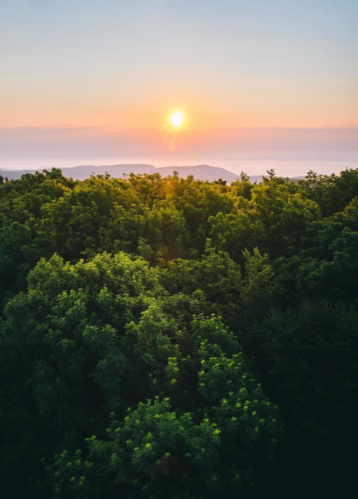Green trees across horizon during sunset photo