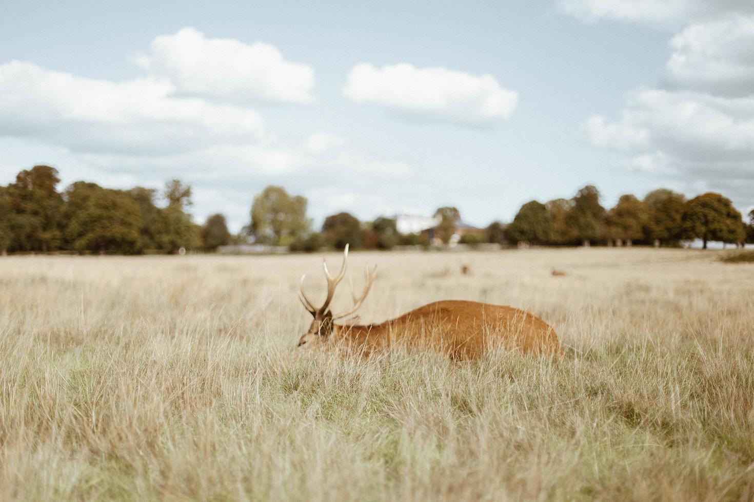 Deer in tall grass photo