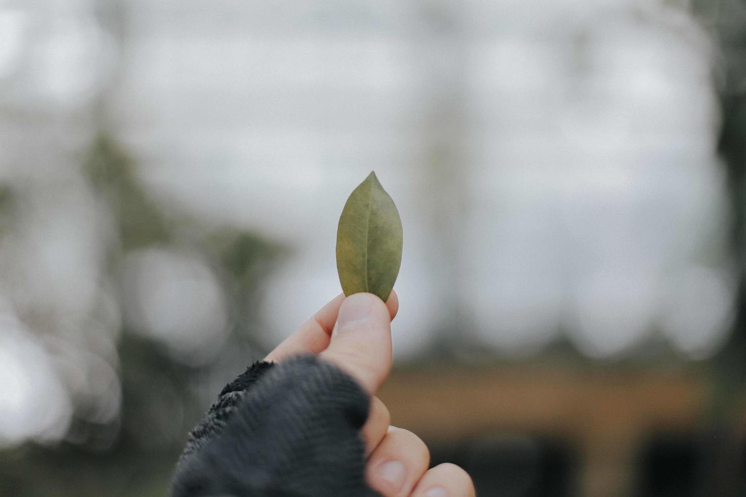 persona con hoja verde foto