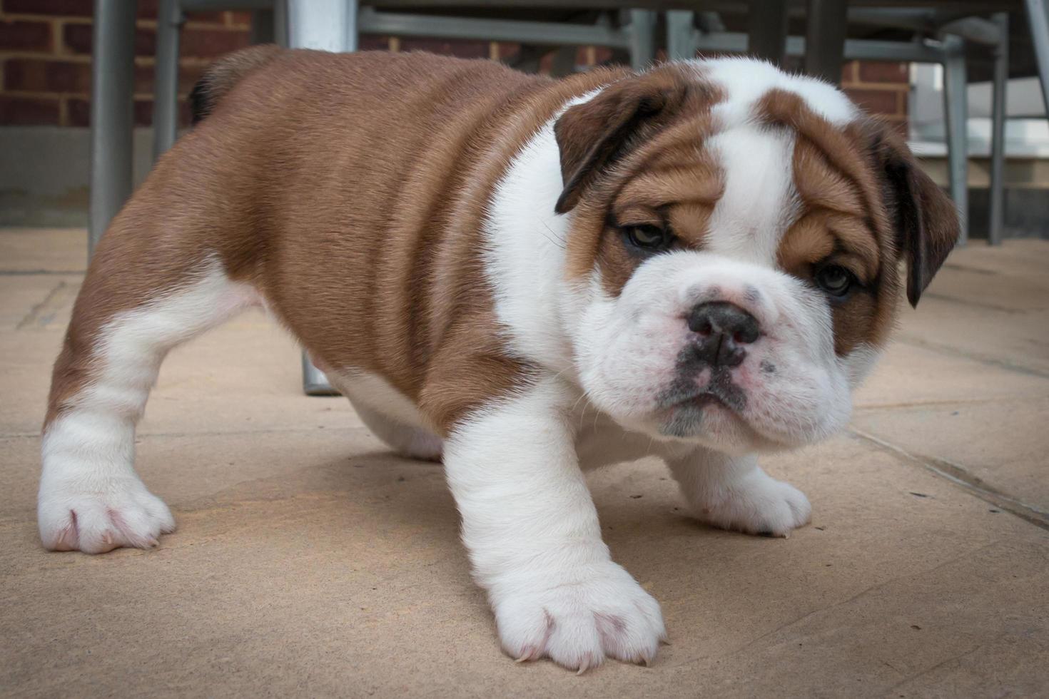 cachorro de bulldog británico asustado foto