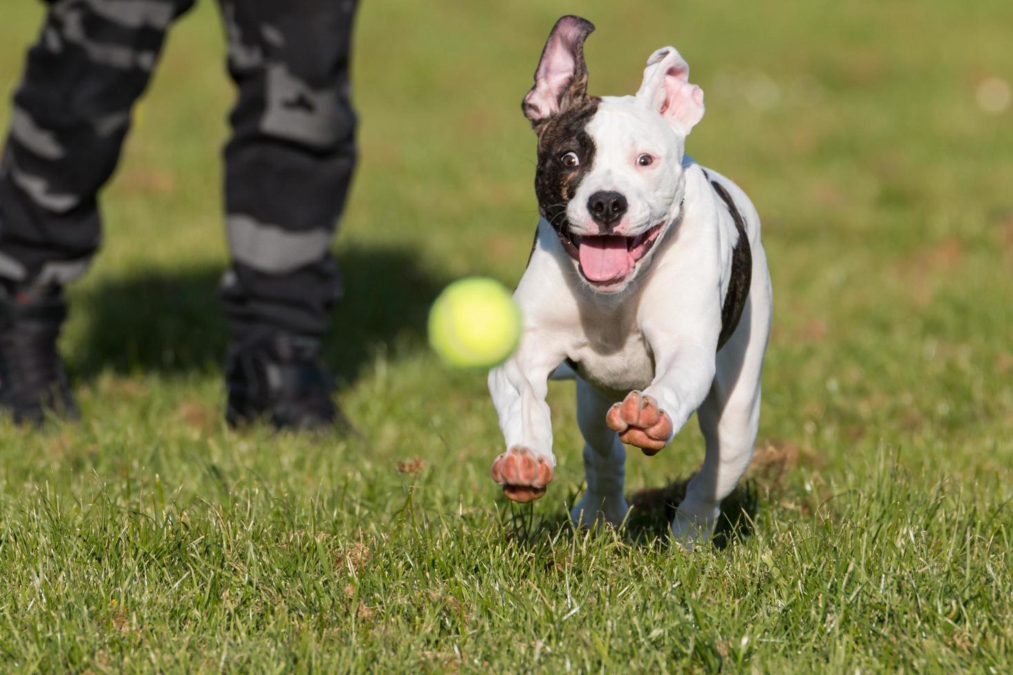 bulldog americano corriendo tras la pelota foto