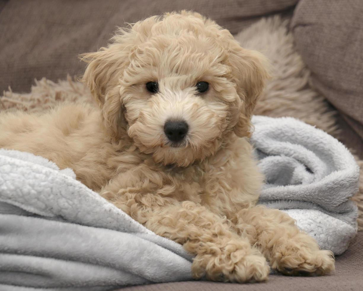 Poochon puppy on blanket photo