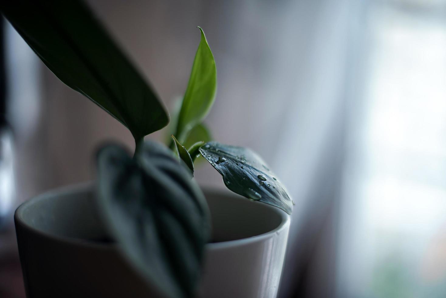 planta con gotas de agua foto