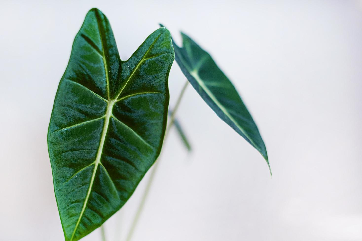 Green house plant photo