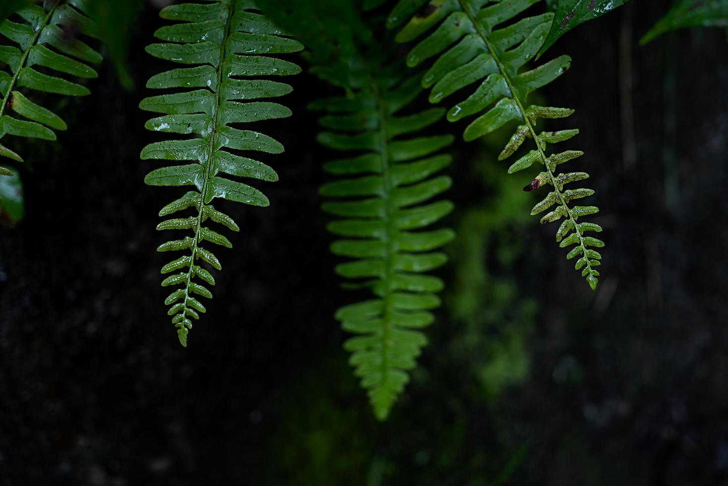 Fern with dew photo