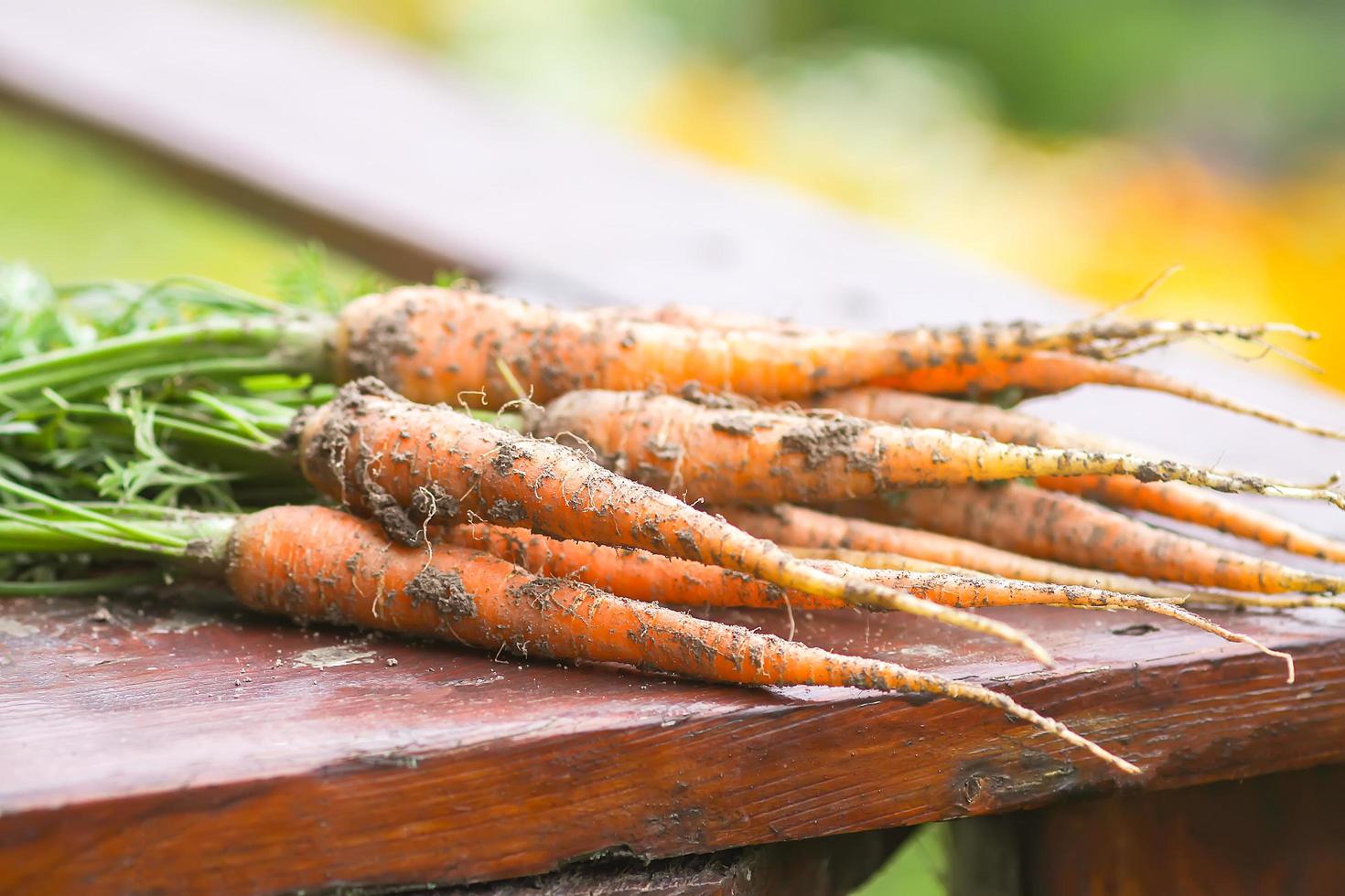 Close-up of a bunch of carrots photo