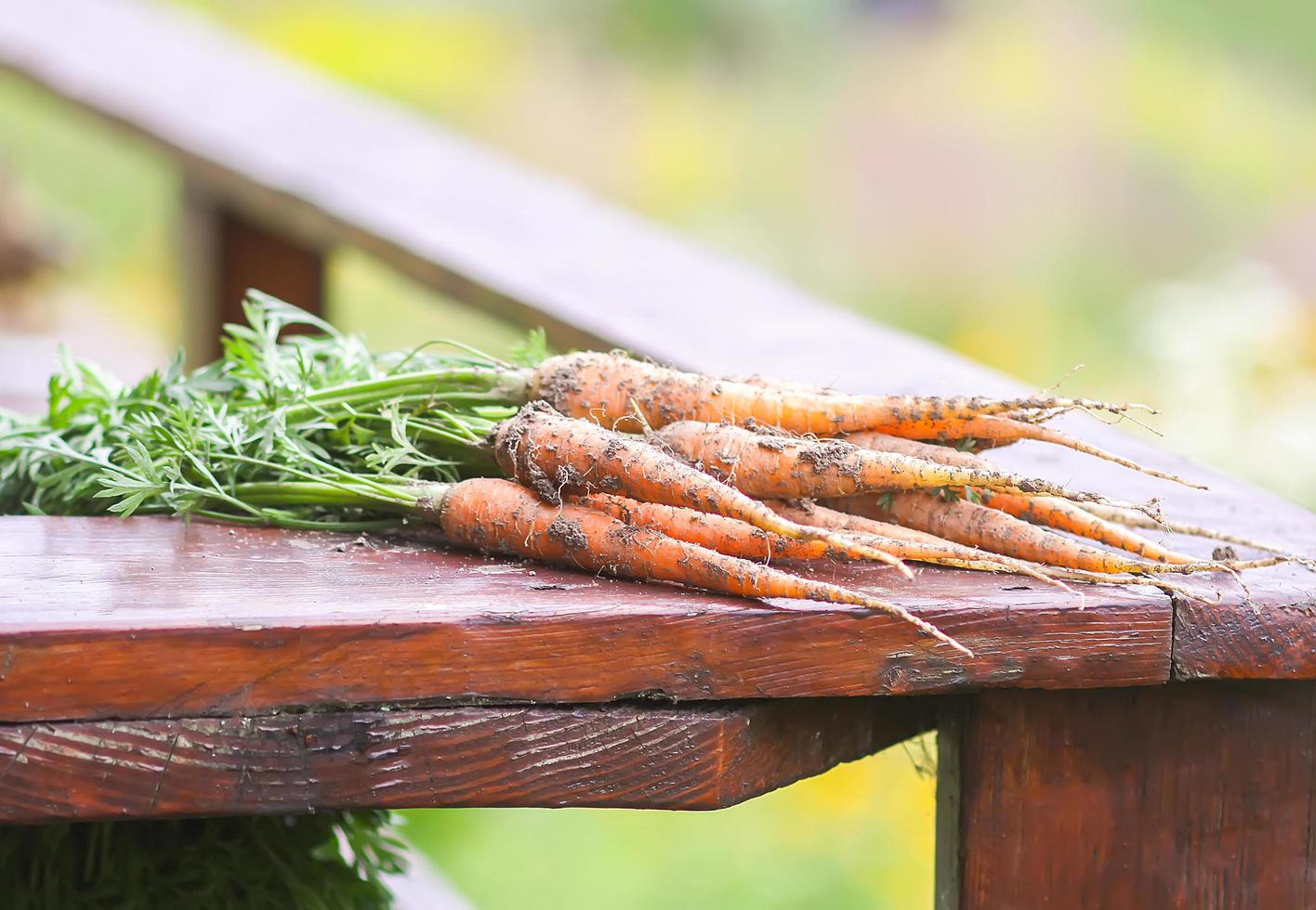 zanahorias recogidas del jardín foto